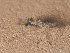 Ablabesmyia cinctipes