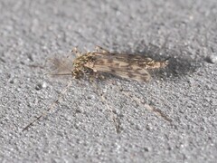 Ablabesmyia cinctipes