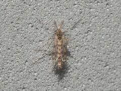 Ablabesmyia cinctipes