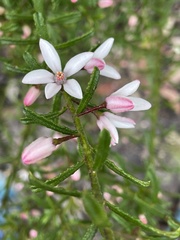 Philotheca hispidula