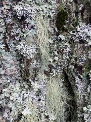Usnea subfloridana