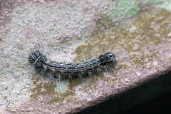 Chrysaeglia magnifica