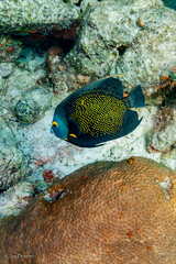 Montastraea cavernosa