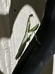 Stagmomantis