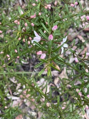 Philotheca hispidula