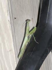 Stagmomantis