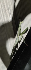 Stagmomantis