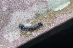 Chrysaeglia magnifica