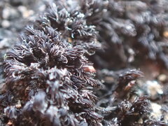 Andreaea