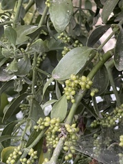 Phoradendron macrophyllum