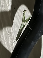 Stagmomantis