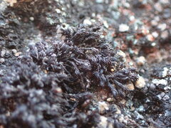 Andreaea