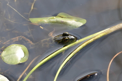 Lithobates septentrionalis