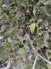 Phoradendron macrophyllum