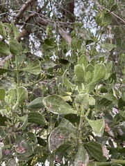 Phoradendron macrophyllum