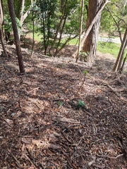 Dendrelaphis punctulatus