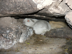 Cavia