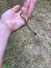 Thamnophis saurita