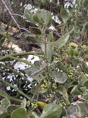 Phoradendron macrophyllum
