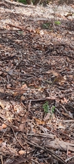 Dendrelaphis punctulatus