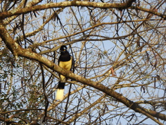Cyanocorax chrysops