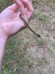 Thamnophis saurita