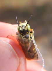 Trachusa fontemvitae