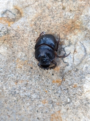Onthophagus
