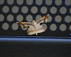 Krananda latimarginaria