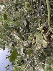 Phoradendron macrophyllum