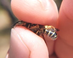 Trachusa fontemvitae