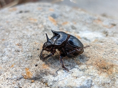 Onthophagus