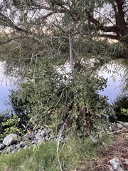 Phoradendron macrophyllum