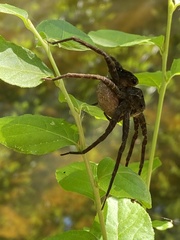 Dolomedes vittatus
