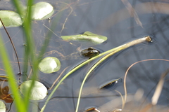 Lithobates septentrionalis