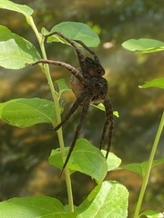 Dolomedes vittatus