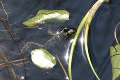 Lithobates septentrionalis