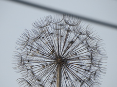 Passeriformes
