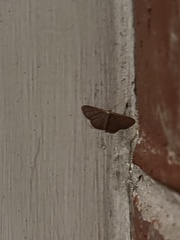 Leptostales pannaria