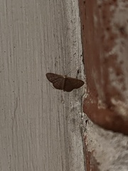 Leptostales pannaria