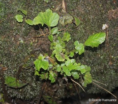 Francoa appendiculata