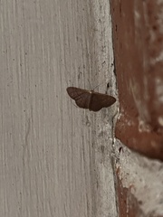 Leptostales pannaria