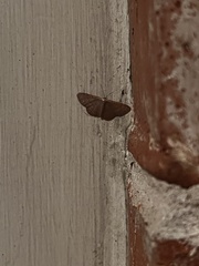 Leptostales pannaria