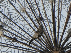 Passeriformes