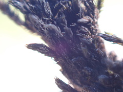 Andreaea