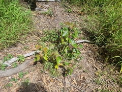 Commersonia bartramia