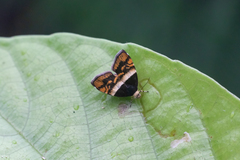 Choreutis xanthogramma