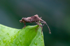 Acanthocoris scaber