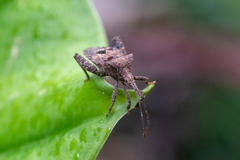 Acanthocoris scaber