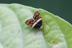 Choreutis xanthogramma